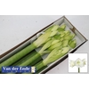AMARYLLIS  MONT BLANC