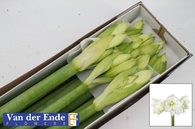 AMARYLLIS  MONT BLANC