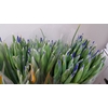Iris Blue