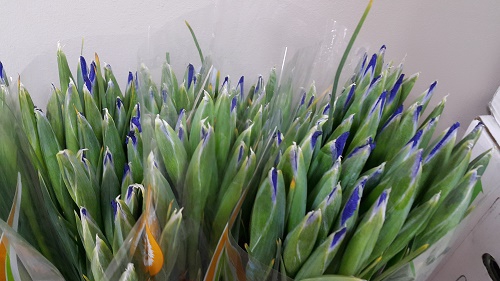 Iris Blue