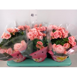 Begonia elat. DU 'Borias'