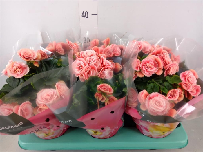 <h4>Begonia elat. DU 'Borias'</h4>