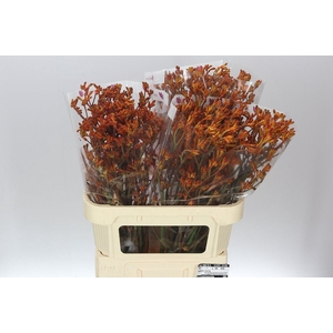 Anigozanthos Orange Fever
