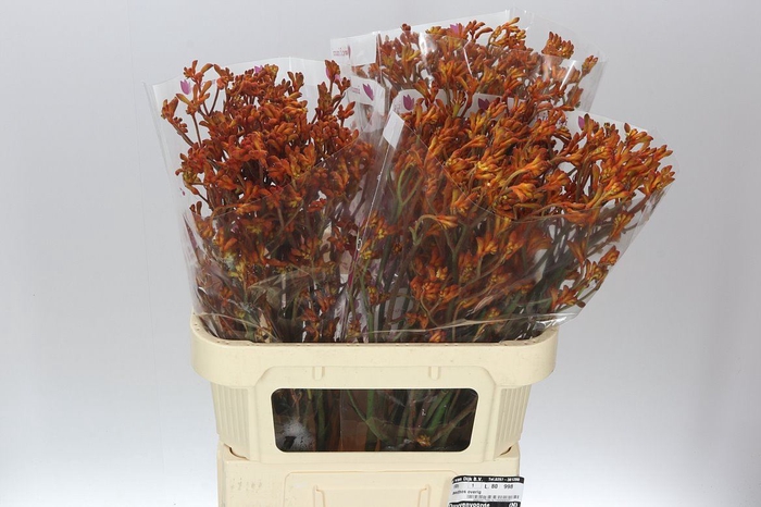 Anigozanthos Orange Fever