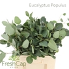 Eucalyptus Populus