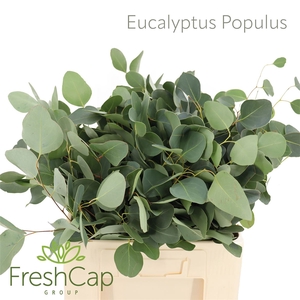 Eucalyptus Populus