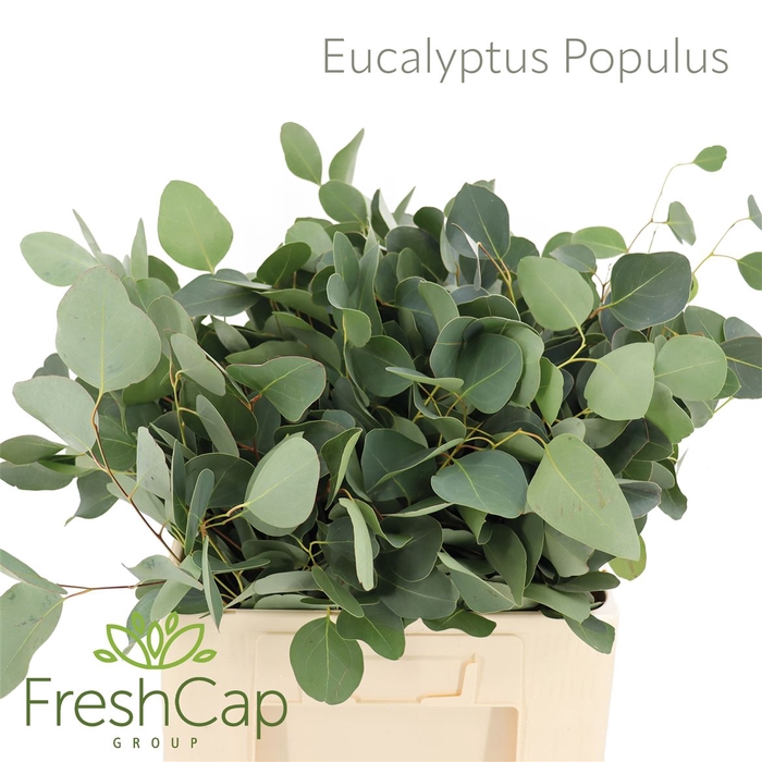 <h4>Eucalyptus Populus</h4>