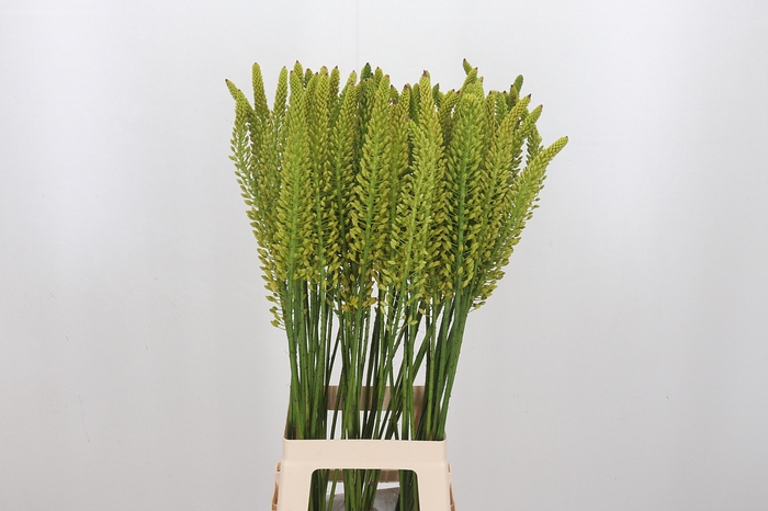 <h4>Eremurus Tap Dance</h4>