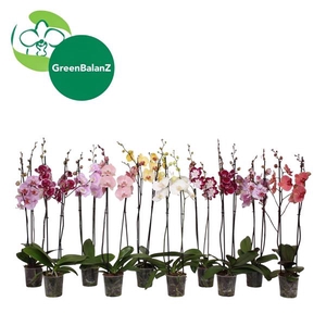 BalanZ - Phalaenopsis Mix 2t 16+/65