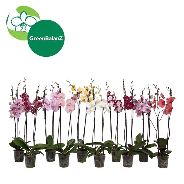 <h4>BalanZ - Phalaenopsis Mix 2t 16+/65</h4>