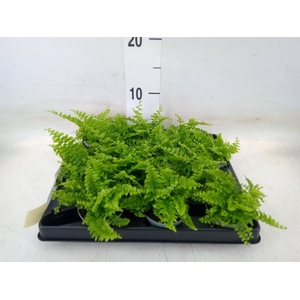 Nephrolepis exal.   ...