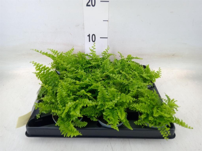 <h4>Nephrolepis exal.   ...</h4>