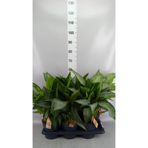 Aglaonema  'Jubilee'