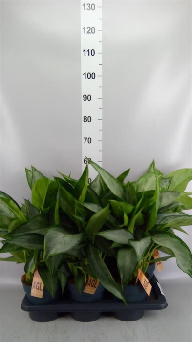 <h4>Aglaonema  'Jubilee'</h4>