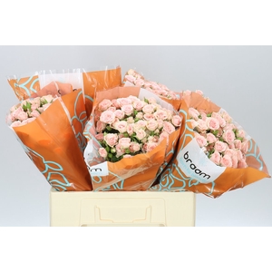 Rosa Tr Lydia
