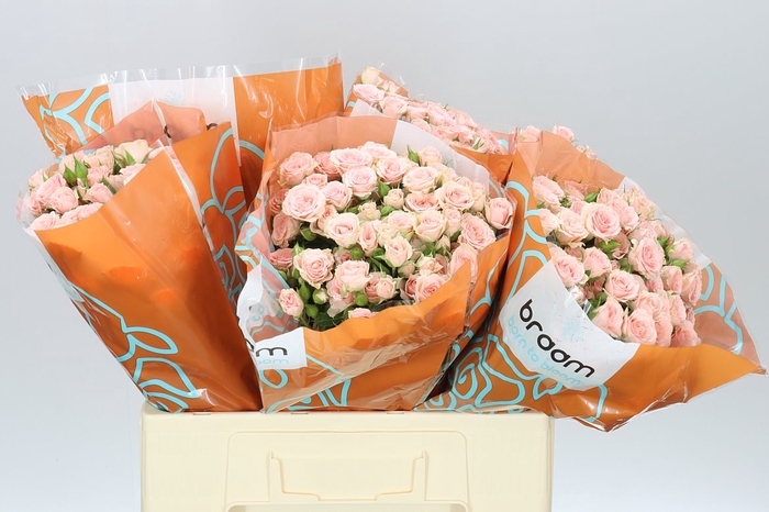 <h4>Rosa Tr Lydia</h4>