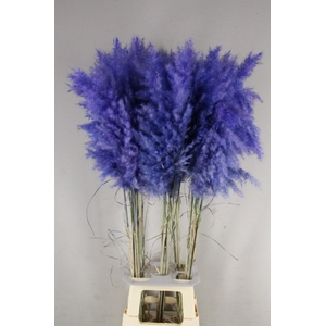 DF Pampas 115cm Cobalt
