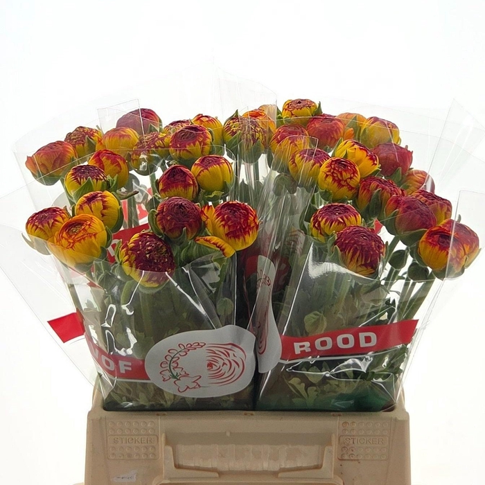 <h4>Ran Aazur Fireball</h4>