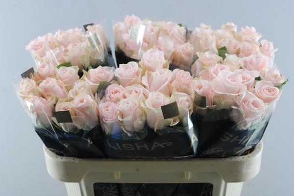 <h4>R Gr Pomarosa L70</h4>