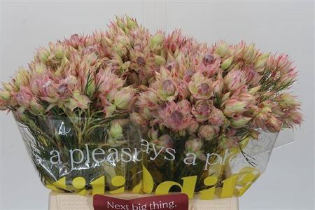 <h4>Serruria Bridal Pink</h4>