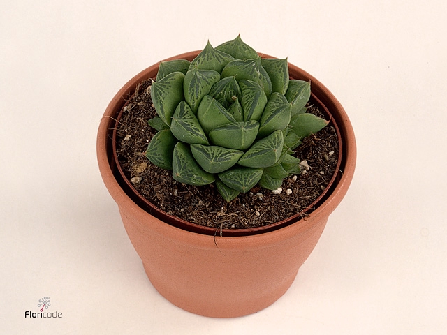 Haworthia Cymbiformis