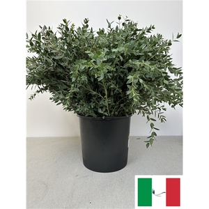 EUC PARVIFOLIA PB