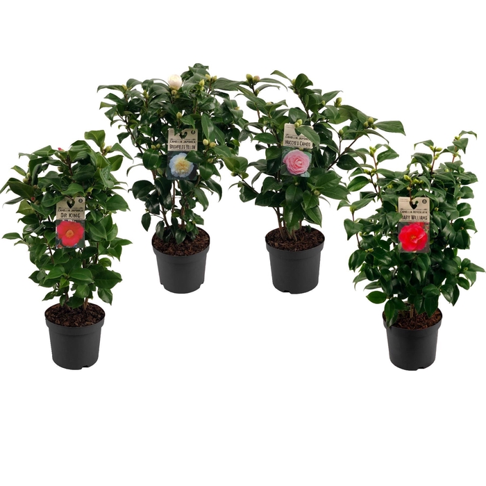 Camellia Japonica Mix 15+ knop