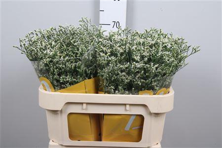 <h4>Lim Sin China White</h4>