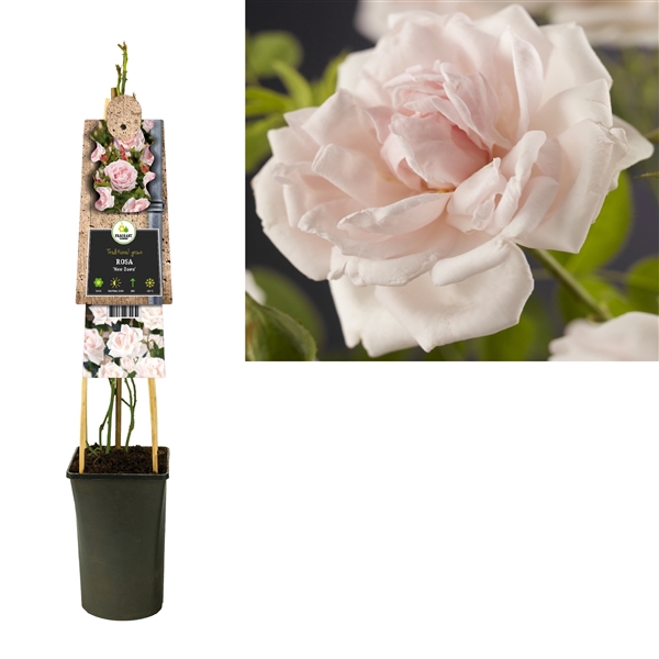 <h4>Rosa 'New Dawn' +3.0 label</h4>