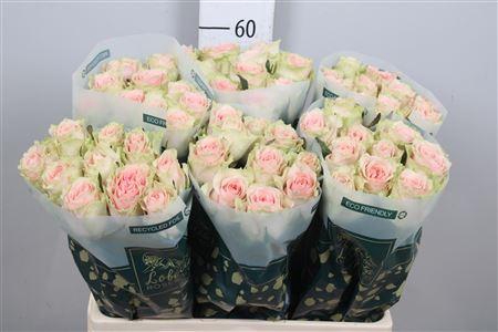 <h4>R Gr Frutteto</h4>