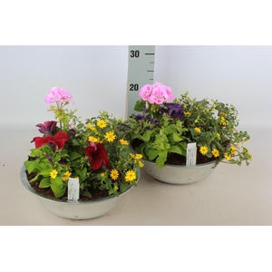 ARR TUINPLANTEN