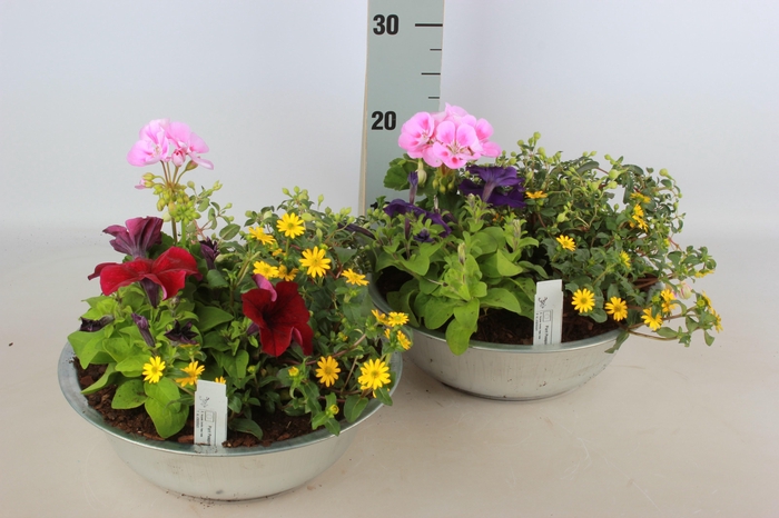 <h4>ARR TUINPLANTEN</h4>