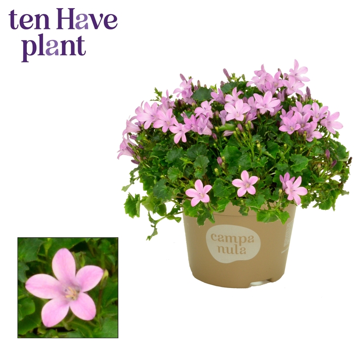 <h4>Campanula Porto Pink</h4>