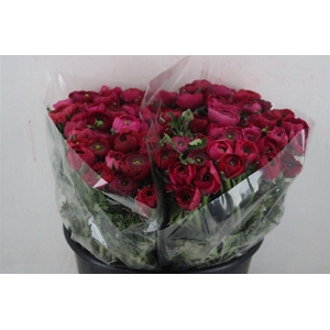 Ran Elegance Hot Pink