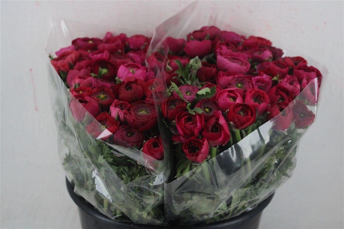 <h4>Ran Elegance Hot Pink</h4>