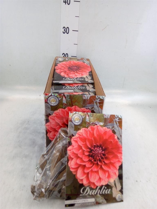 <h4>Dahlia   ...flowerbulbs</h4>