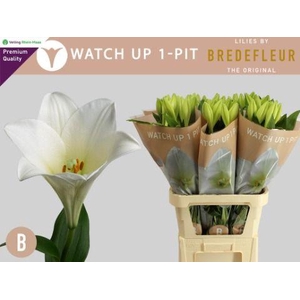 LI LF WATCH UP 1 PIT