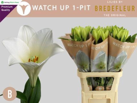 <h4>LI LF WATCH UP 1 PIT</h4>