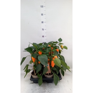 Capsicum annuum   ...paprika