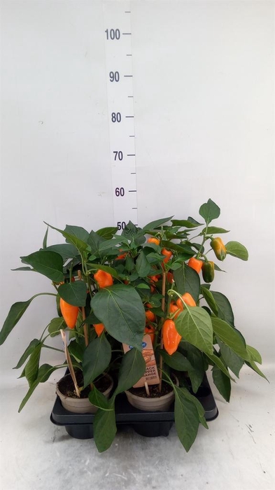 <h4>Capsicum annuum   ...paprika</h4>