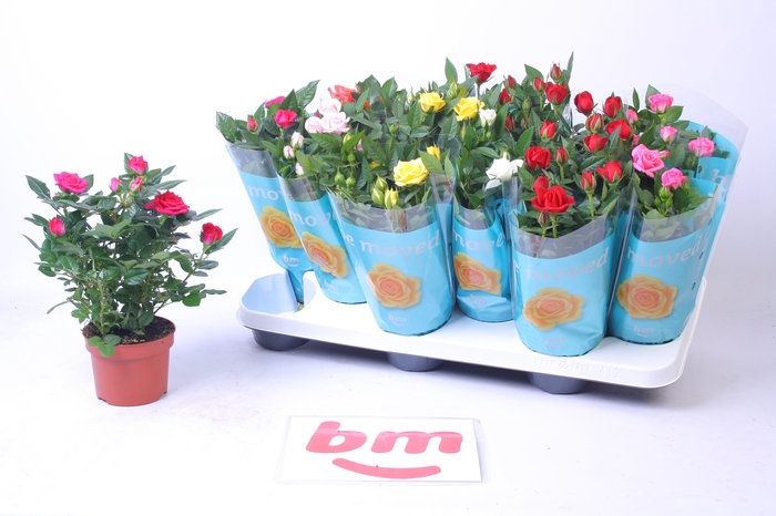 <h4>RO B MONDE GEM 7 SRT</h4>