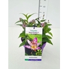 Tricyrtis formosana