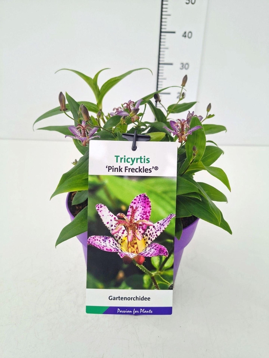 Tricyrtis formosana