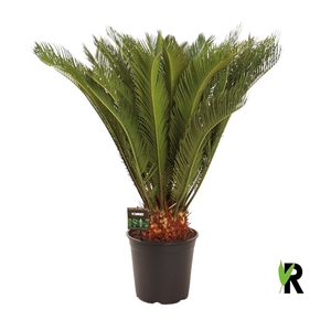 Cycas revoluta 30 plus veren