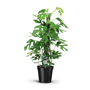 Monstera Minima 70 kratiste stok