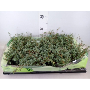 Pilea glaucophylla 'Greyzy'