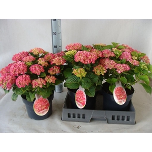 Hydrangea mac.