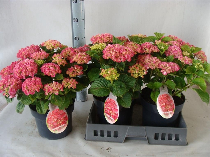 <h4>Hydrangea mac.</h4>
