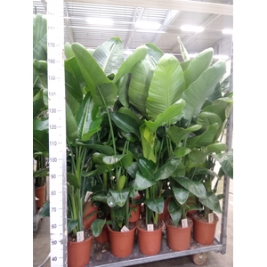 Strelitzia nicolai
