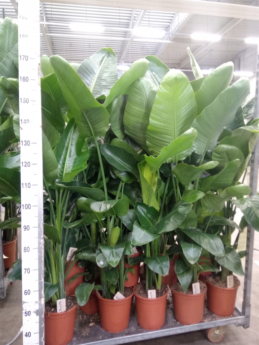 <h4>Strelitzia nicolai</h4>